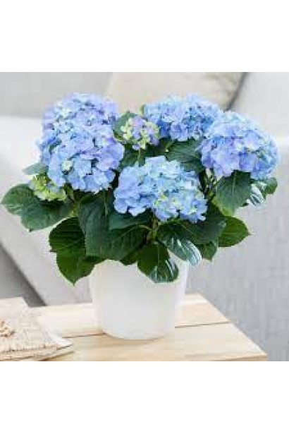 Гортензія широколиста Ерлі Блю